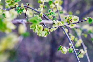 Interesting blooming tree species with colorful colorful buds in spring or in summer at the appropriate time of the year. Unusual inflorescences of different shapes