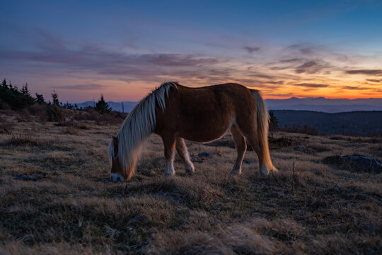 Wild Pony Sunset Over Mount Rogers Virginia