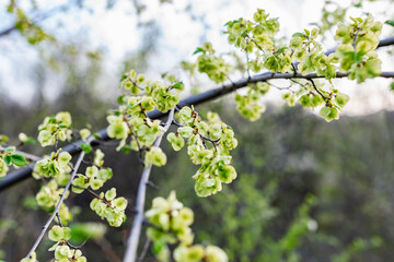 Interesting blooming tree species with colorful colorful buds in spring or in summer at the appropriate time of the year. Unusual inflorescences of different shapes
