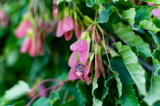 Interesting blooming tree species with colorful colorful buds in spring or in summer at the appropriate time of the year. Unusual inflorescences of different shapes