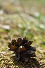 bump lies on the grass