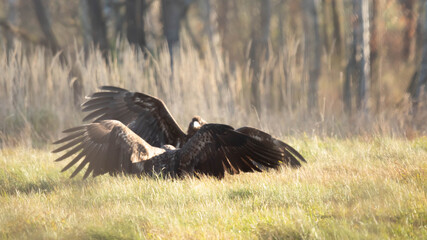 Orzeł bielik © Robert
