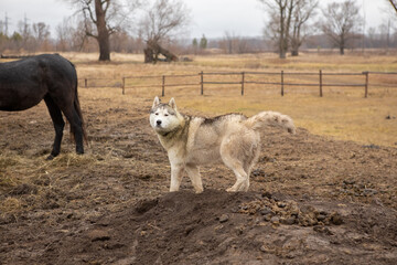 Fototapeta na wymiar Fluffy dog walks in the horse paddock