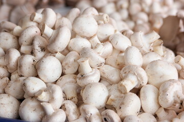 Pile of fresh white champignons close up. Heap of organic mushrooms. Food selling concept.