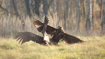Orzeł bielik © Robert