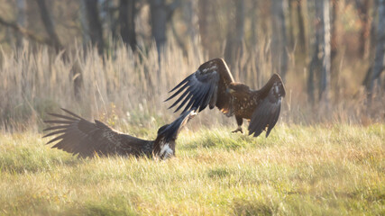 Orzeł bielik © Robert