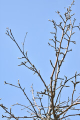 tree branch against the sky