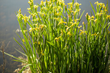 Obraz premium Flowering Swamp Sword Lily, Iris pseudacorus, at the edge of the pond