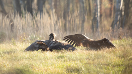 Orzeł bielik © Robert
