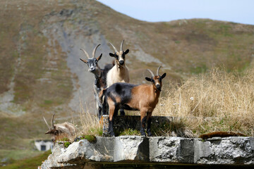 Mountain goats in Bavarian mountains, Germany