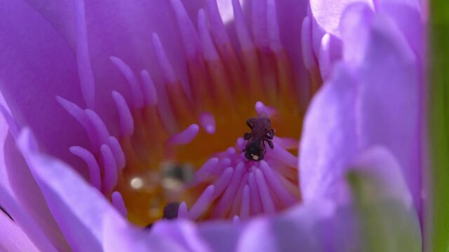 A close-up peek into the activities of several Asian bees working hard to gather pollen from an amazing purple lotus.