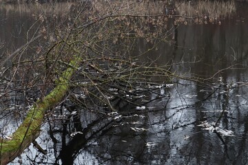 The tree fell into the river