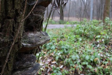 Old tinder fungus in the forest
