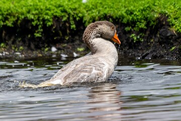 portrait of goose on the river