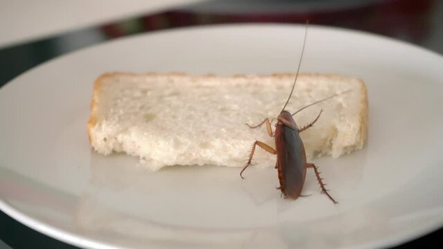 The big cockroach sits on a piece of bread in a plate and eats bread. Domestic insects.
