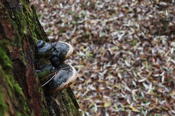 Polypore in the autumn forest
