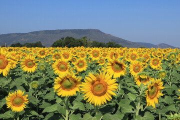 Obraz premium Yellow sunflower and mountain background