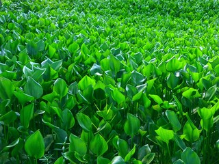 Water hyacinth, green background