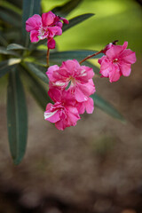 Beautiful pink oleander Flowers Blooming in Spring