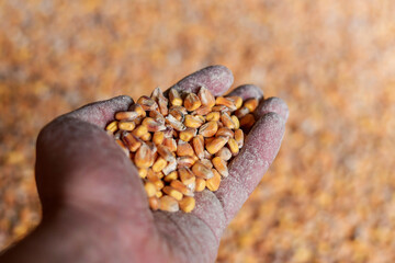 Close up of a handful of corn grain , inside of the grain elevator, selective focus, low DOF