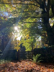 Obraz premium 5 bar gate in woodland