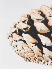 Pine cone on the white background