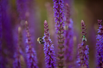 Honeybee on blooming lavender flower macro closeup 