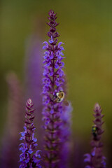 Obraz na płótnie Canvas Honeybee on blooming lavender flower macro closeup 