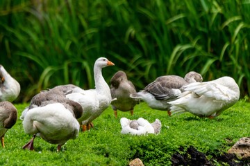 group of gooses in the grass