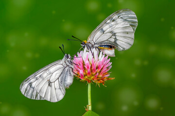 Macro shots, Beautiful nature scene. Closeup beautiful butterfly sitting on the flower in a summer garden.