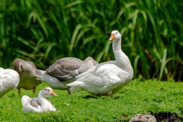 group of gooses in the grass