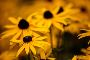 Yellow orange flower Lawn mini sunflowers closeup