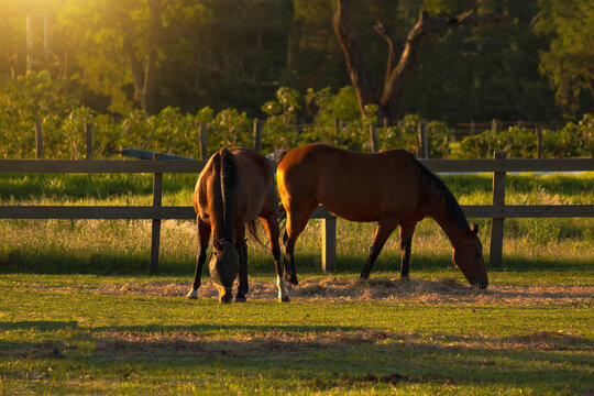 Horses in the farm meadow grazing on sunset rural landscape. Farm concept image.