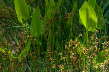 Close up of bog plants in a water garden