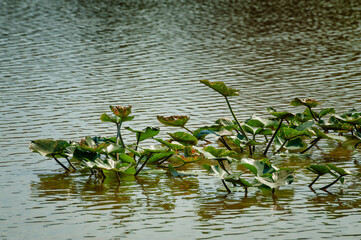 Lily pads at water's edge
