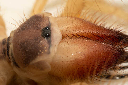 Egyptian giant solpugids (Galeodes Arabs), wind scorpion or camel spider macro shot head and eyes close up in the united arab emirates in the middle east
