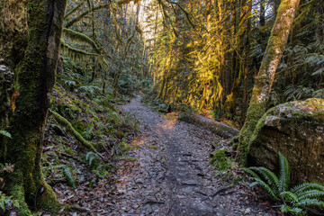 Mystical View of a Path in the Rain Forest during a foggy and rainy Fall Season. Alice Lake Provincial Park, Squamish, North of Vancouver, British Columbia, Canada.