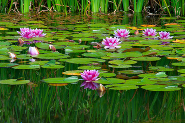 Close up of pink and white water lilies in a pond