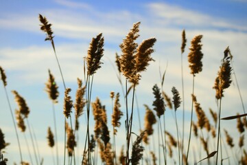 Fototapeta premium ears of wheat against blue sky