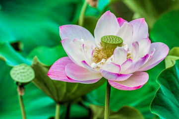 Close up of a Lotus Flower