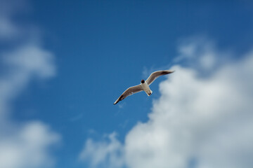 Fototapeta na wymiar flying Sea gull on a blue sunn cloudy sky
