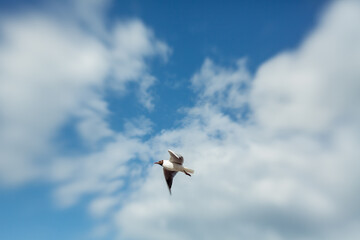 Fototapeta premium flying Sea gull on a blue sunn cloudy sky