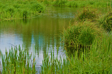 Fototapeta na wymiar Channel of water runs throu green marsh