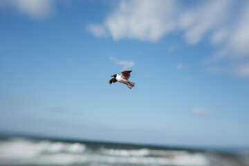 flying Sea gull on a blue sunn cloudy sky