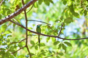 bird on a tree