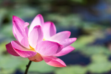 Lotus flower blooming in  pond with green leaves.