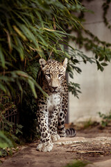 Leopard in a zoo walking concentrated