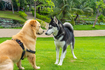 Husky and golden retriever dog playing on grass field