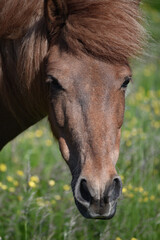 The Icelandic horse - a special breed which has adapted to the harsh, sub-arctic environment.