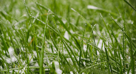 Green grass covered by the first snow on lawn. Green grass sprouts from under the snow that melts in the spring